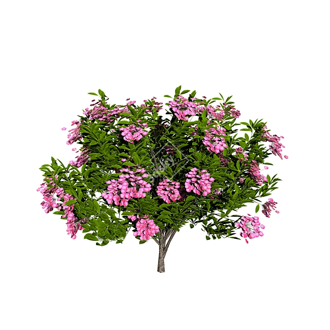 Evergreen Blooming Shrub 3D Collection 3D model image 2