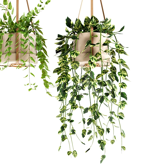 Hanging Ivy Plants Set25 Pot 3D model image 2