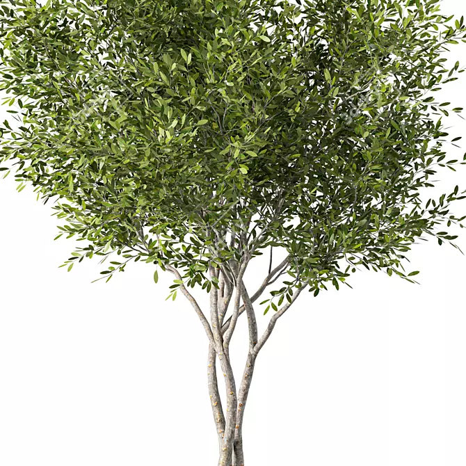 Tall Evergreen Tree Sculpture 3D model image 3