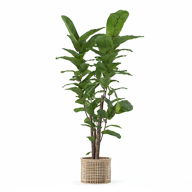 Ficus Lyrata 3D Plant Model 3D model image 3