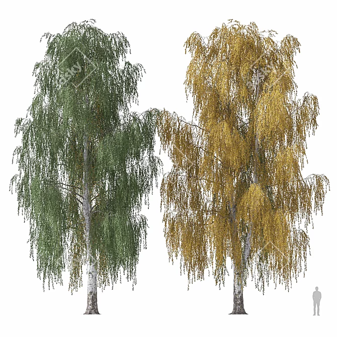 Weeping Birch Tree 4 - 3D Model 3D model image 1