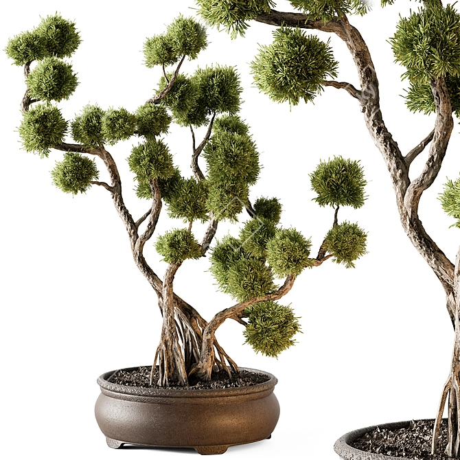 Bonsai Beauty - Indoor Plant 3D model image 1