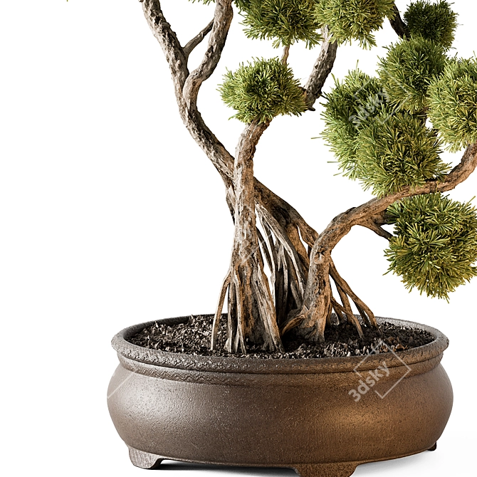 Bonsai Beauty - Indoor Plant 3D model image 3