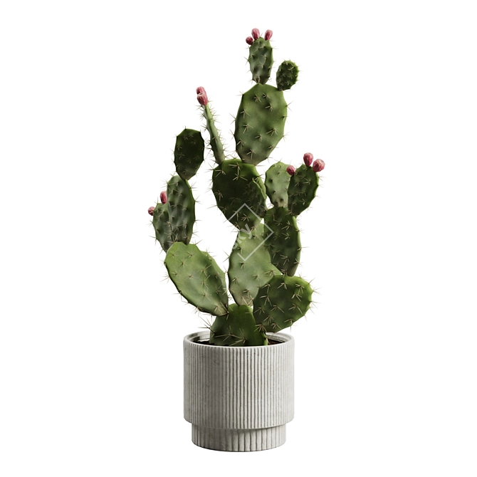 Prickly Pear Cactus Houseplant 3D model image 4