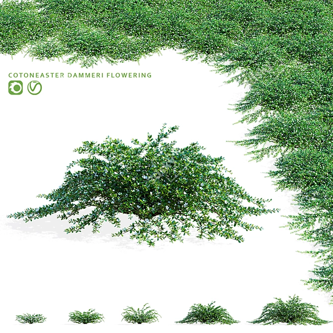 Hybrid Flowering Cotoneaster Set 3D model image 1