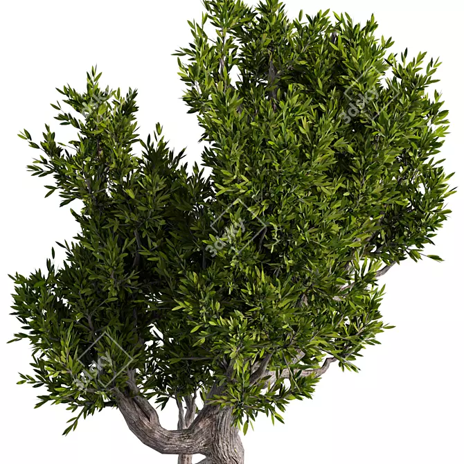 Zen Bonsai Set for Indoors 3D model image 3