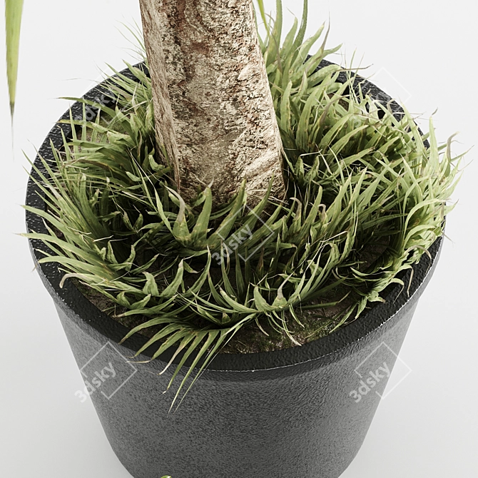 Set of Indoor Plants 3D model image 4