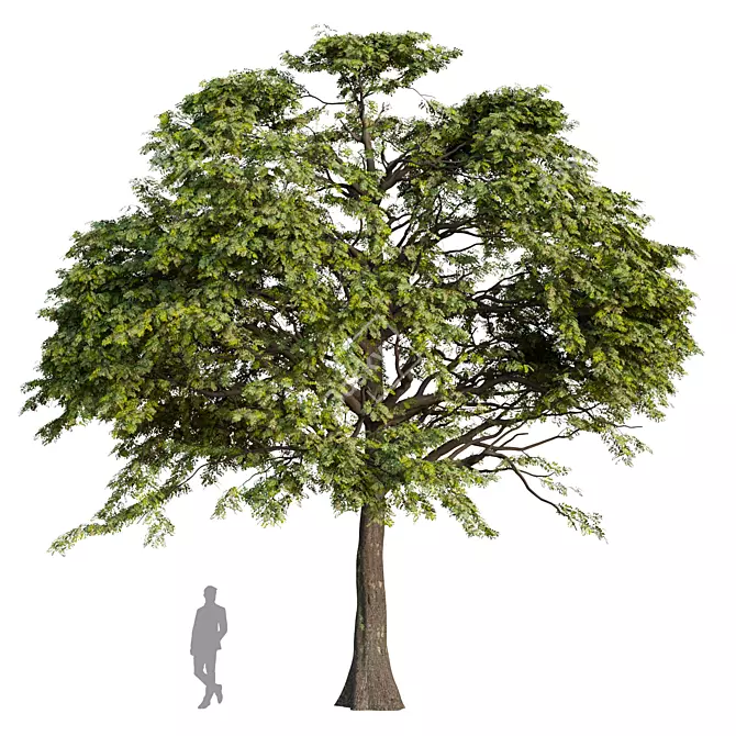 Oak Tree Bundle - 3D Models 3D model image 1