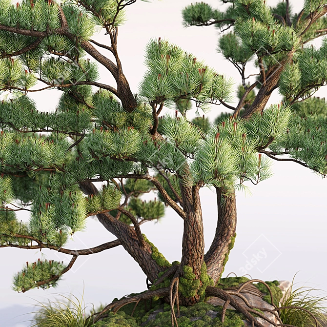 Stone Pine Landscaping Solution 3D model image 2