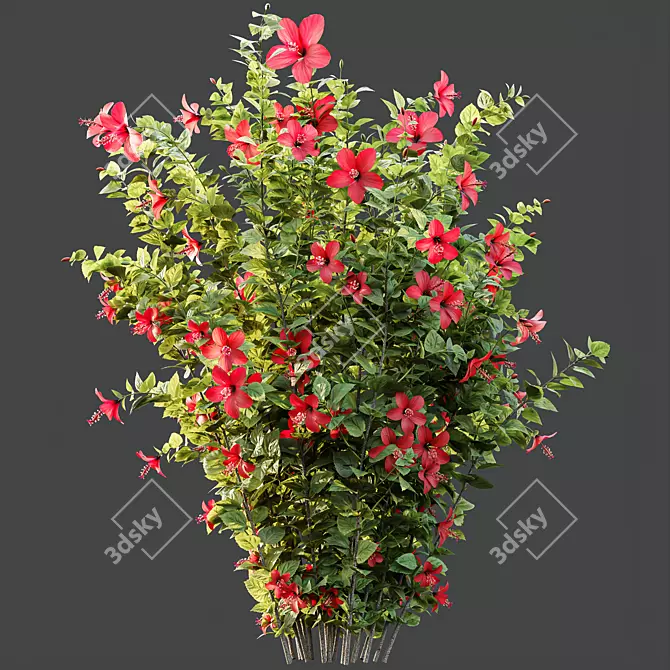 Tropical Hibiscus 3D Plant Models 3D model image 2