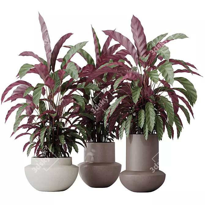 Velvet Calathea Houseplant 3D Models 3D model image 1