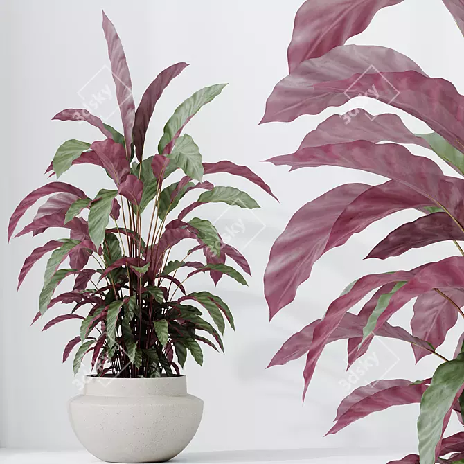 Velvet Calathea Houseplant 3D Models 3D model image 3