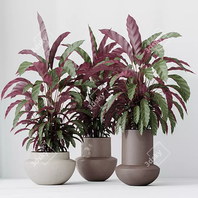 Velvet Calathea Houseplant 3D Models 3D model image 4