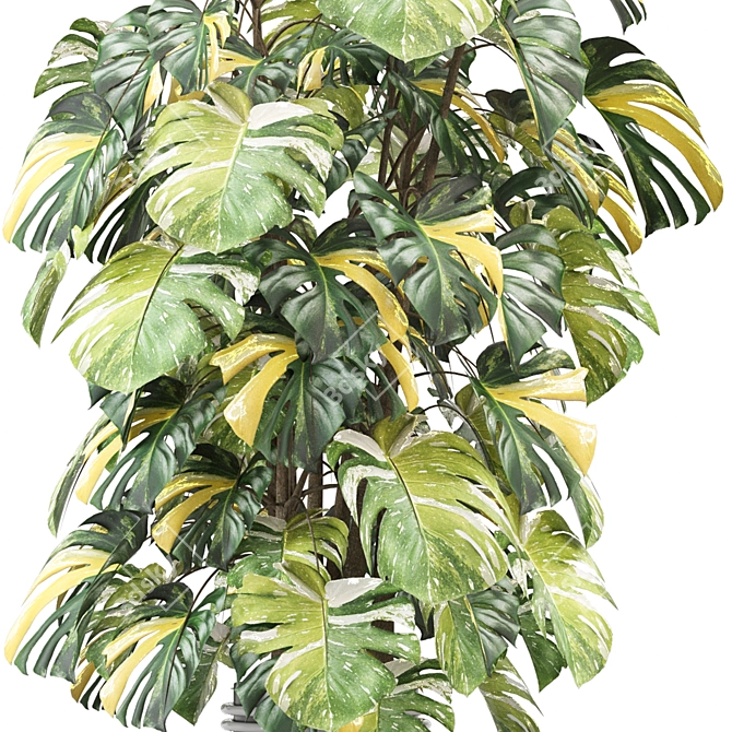  Indoor Plants Collection 2015 3D model image 3