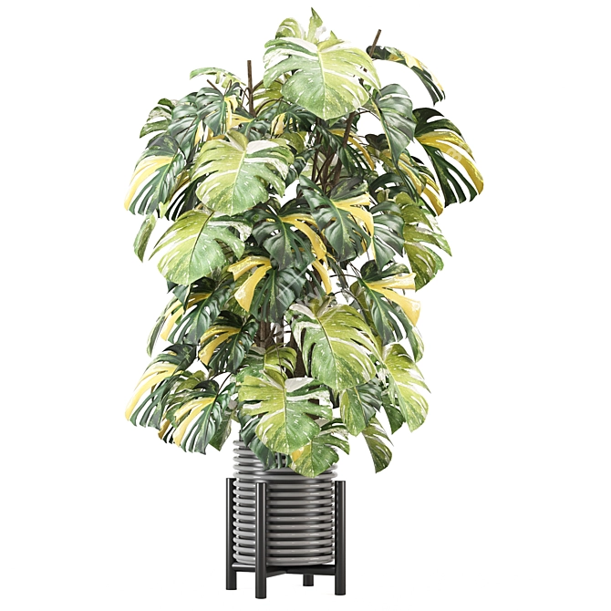  Indoor Plants Collection 2015 3D model image 4