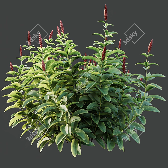 Tropical Malay Ginger Plant Bulbs 3D model image 2