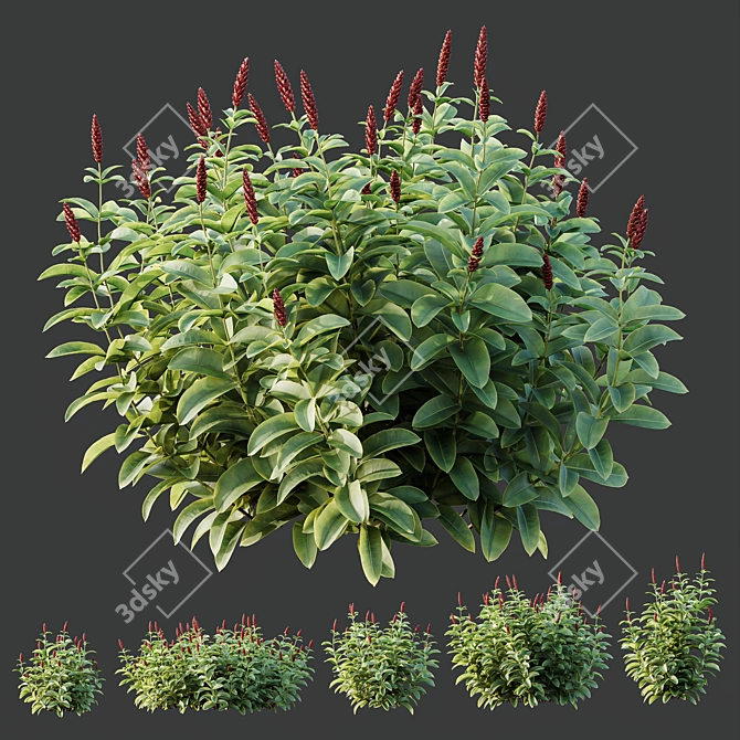 Tropical Malay Ginger Plant Bulbs 3D model image 5