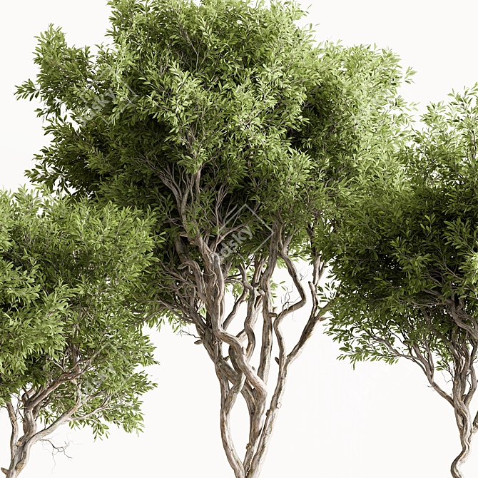 Faux Boxwood Tree Set 3 3D model image 2