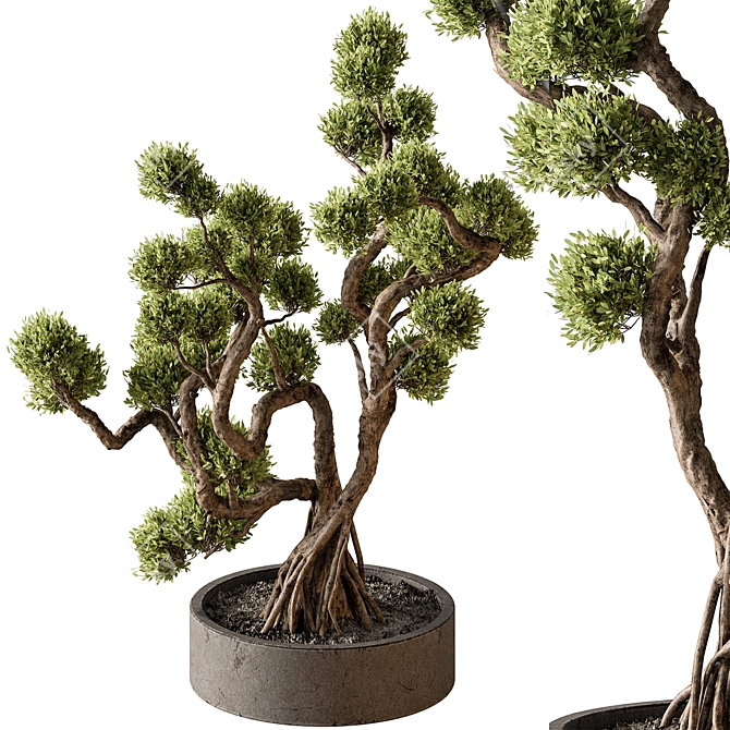 Bonsai Plant 707 - Indoor Greenery 3D model image 1