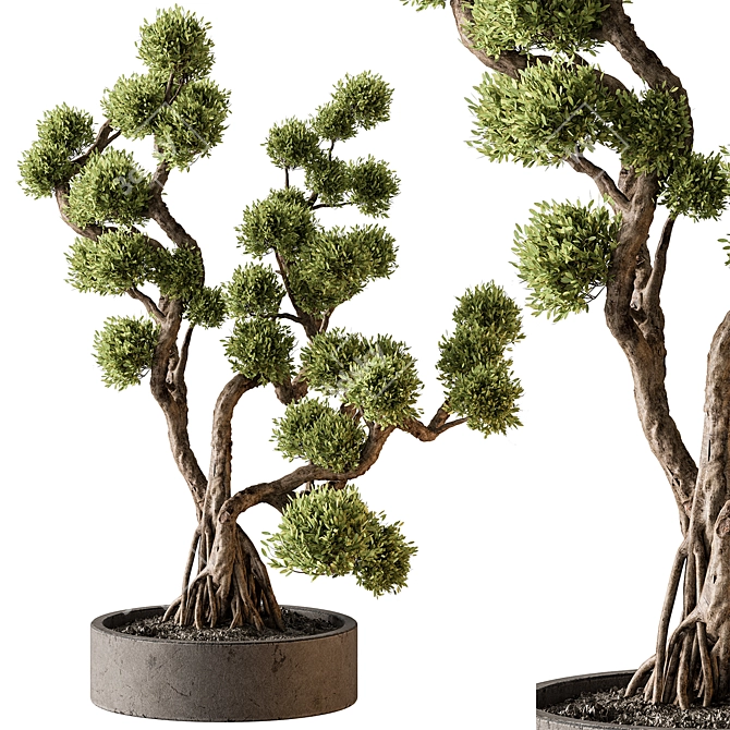 Bonsai Plant 707 - Indoor Greenery 3D model image 2