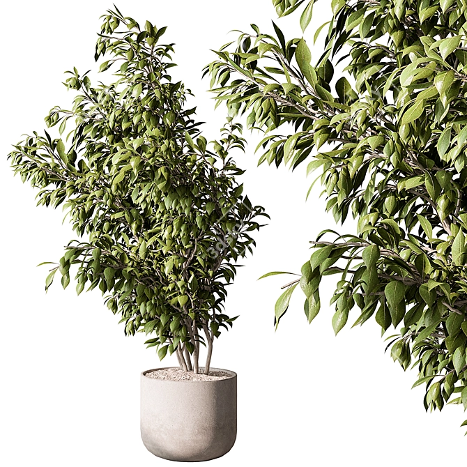 710 Tree in Pot, Indoor 3D model image 1