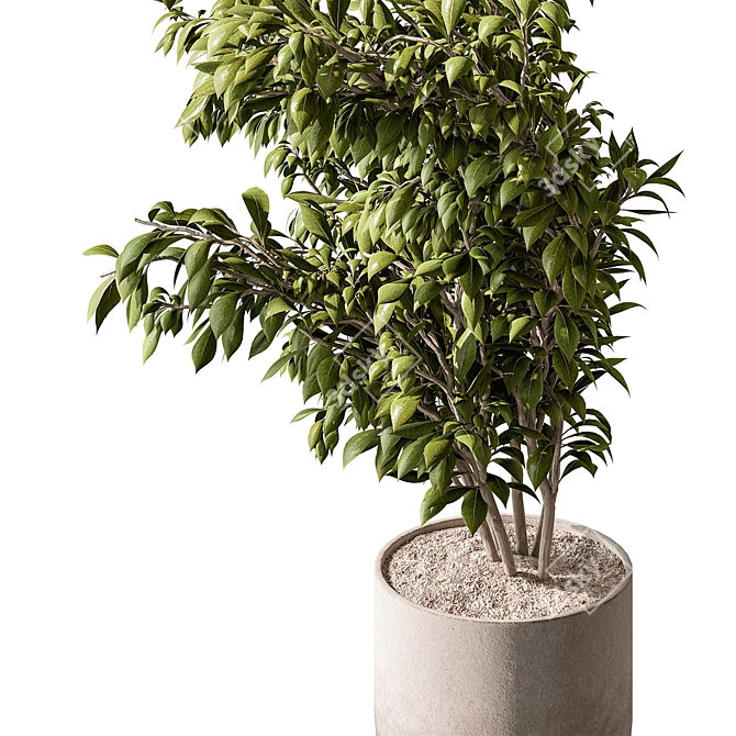 710 Tree in Pot, Indoor 3D model image 2