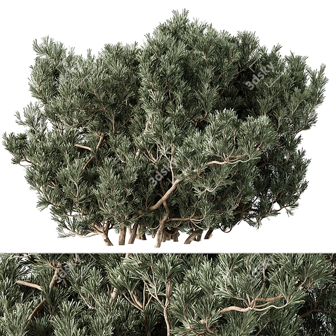 Cathaya 141 Bush Variety Set 3D model image 1