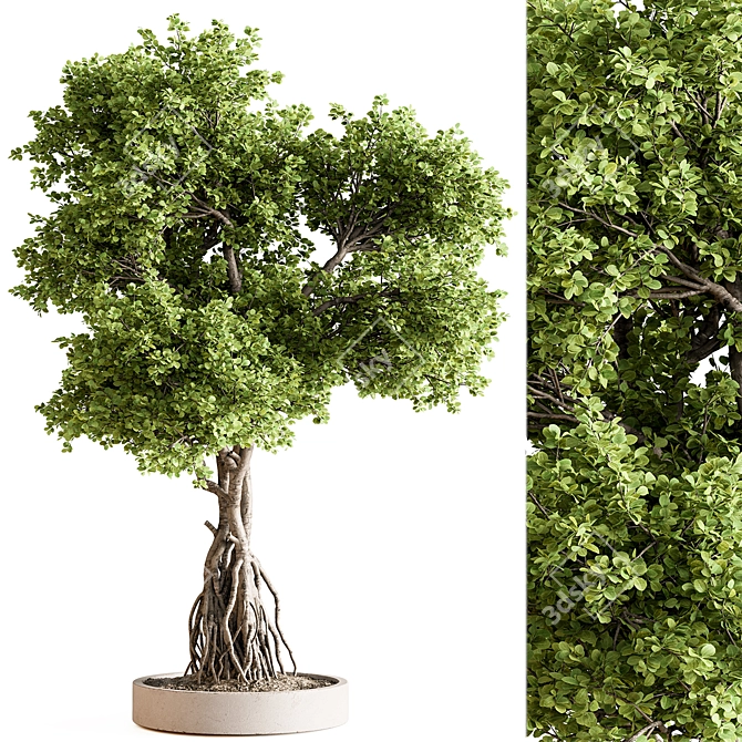 Bonsai 714 Indoor Plant 3D model image 1