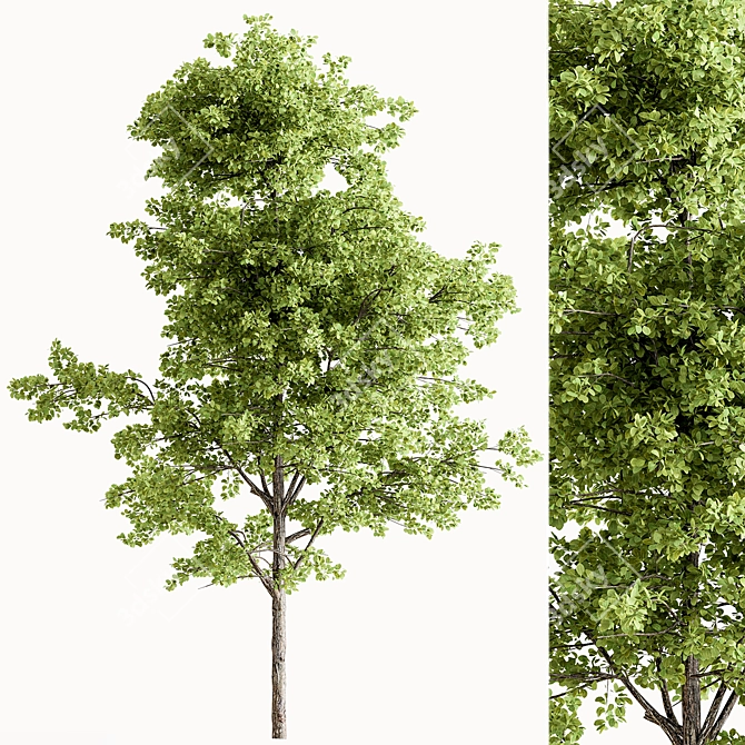 Maple Forest Miniature Set 3D model image 6