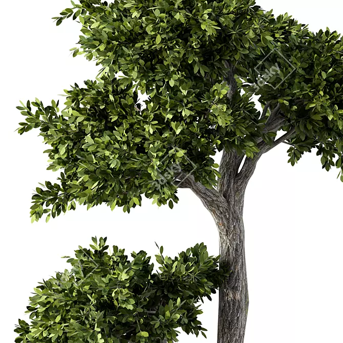 Botanical Bliss Collection: Fresh Greenery 3D model image 3