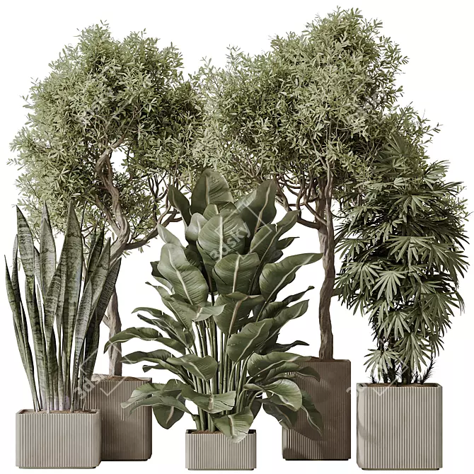 3D Indoor Plant Set Bundle 3D model image 1