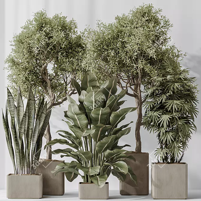 3D Indoor Plant Set Bundle 3D model image 2