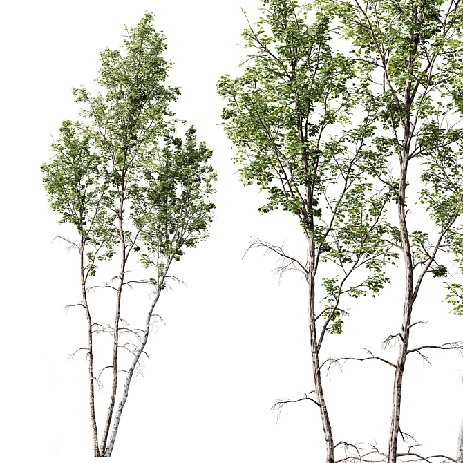 Carpinus Betulus 3D Model Collection 3D model image 3