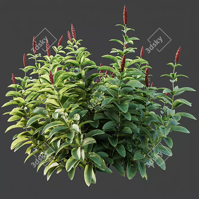 Elegant Myrtle & Malay Ginger Bouquet 3D model image 4