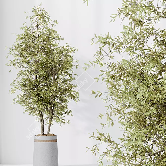 Variety of 5 Indoor Plant 3D Models 3D model image 3
