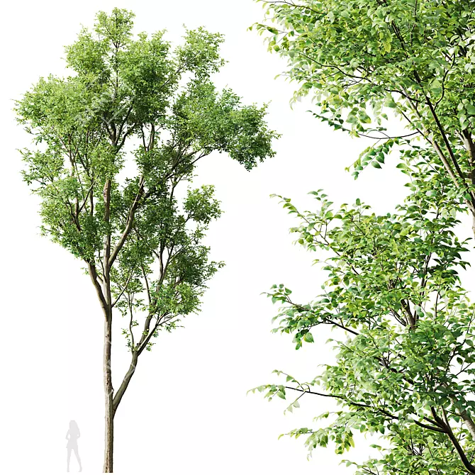 Celtis Australis 3D Model Bundle 3D model image 5