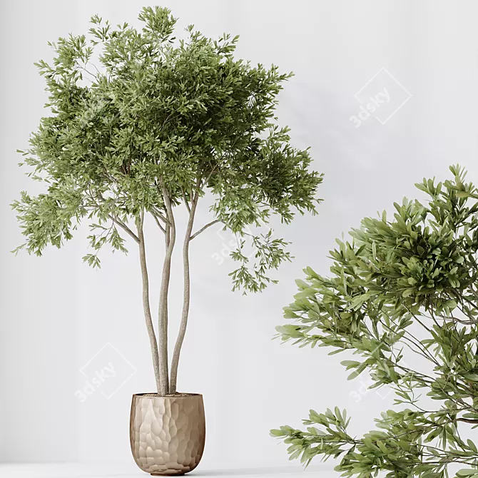 Elegant Olive Tree Set 3D model image 3