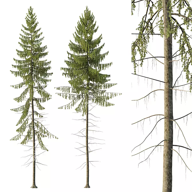 Spruce Tree02 3D Model Kit 3D model image 1