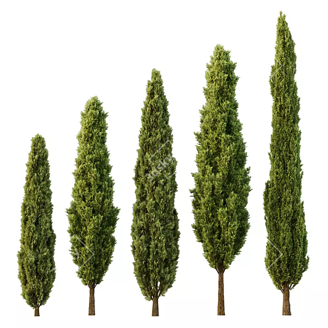 ItalianCypress12 3D Models Pack 3D model image 1