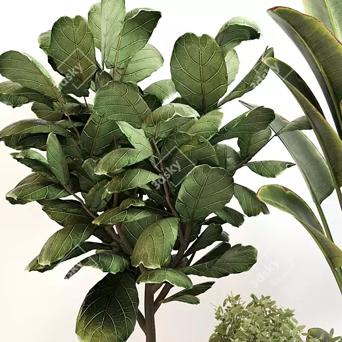 Leafy Green Indoor Plant Set 3D model image 4
