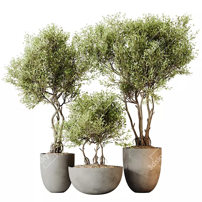 Elegant Olive Tree Set 3D model image 1