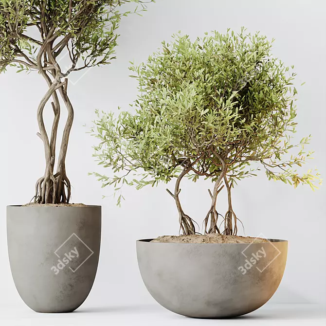 Elegant Olive Tree Set 3D model image 2