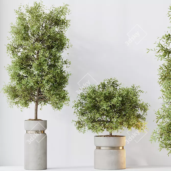 Elegant Olive Tree Set for Yard 3D model image 2