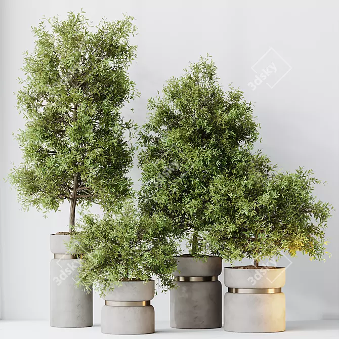 Elegant Olive Tree Set for Yard 3D model image 4