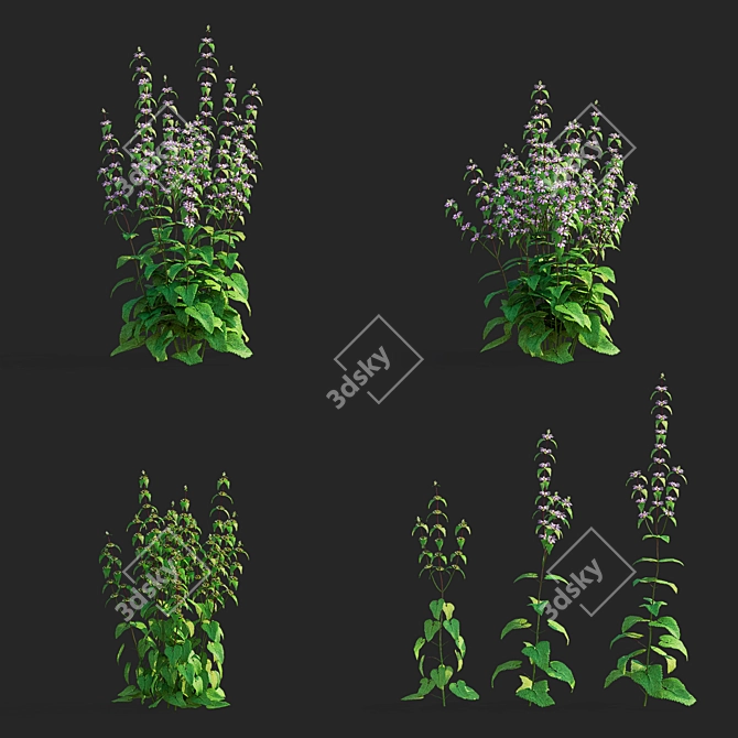 Tuberous Clubwort Flowers Collection 3D model image 2