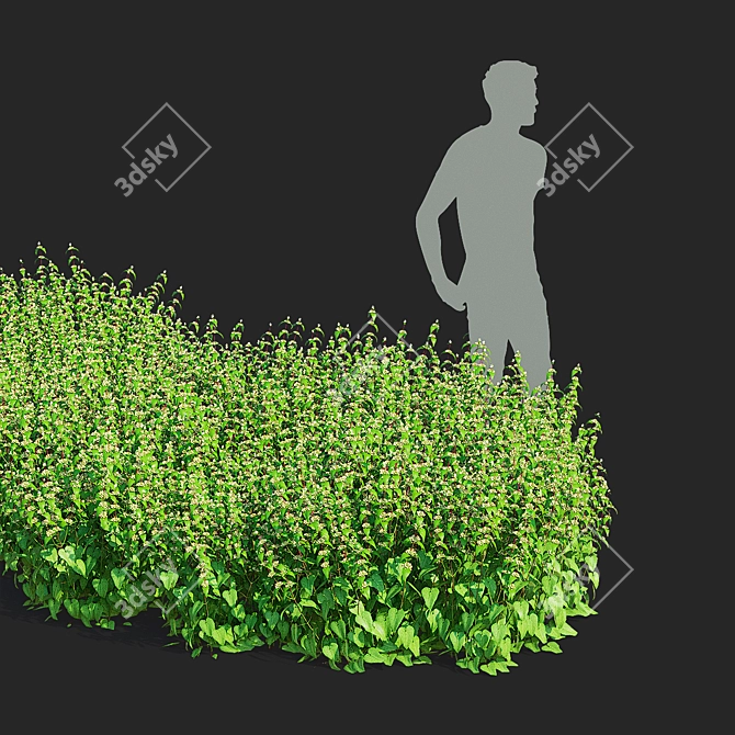 Tuberous Clubwort Flowers Collection 3D model image 4