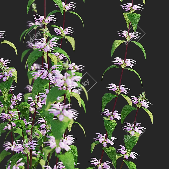 Tuberous Clubwort Flowers Collection 3D model image 5