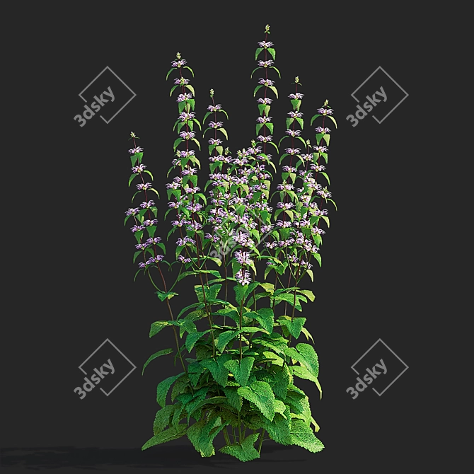 Tuberous Clubwort Flowers Collection 3D model image 6