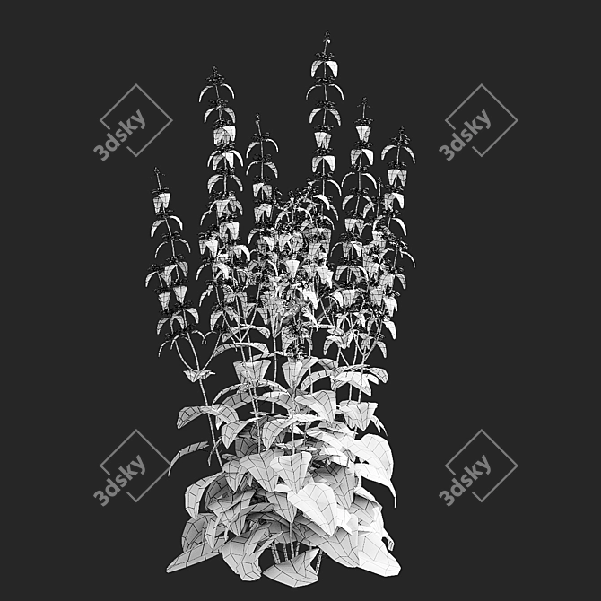 Tuberous Clubwort Flowers Collection 3D model image 7