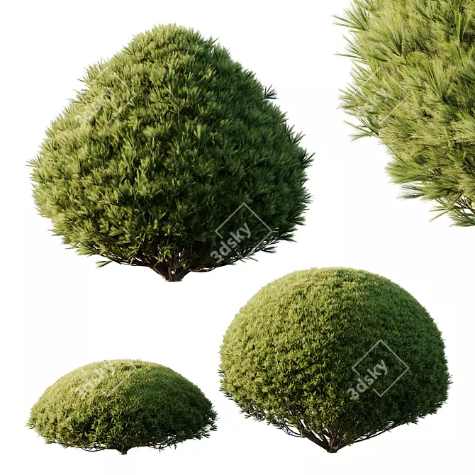 Pine Mugo 3D Models Kit 3D model image 1